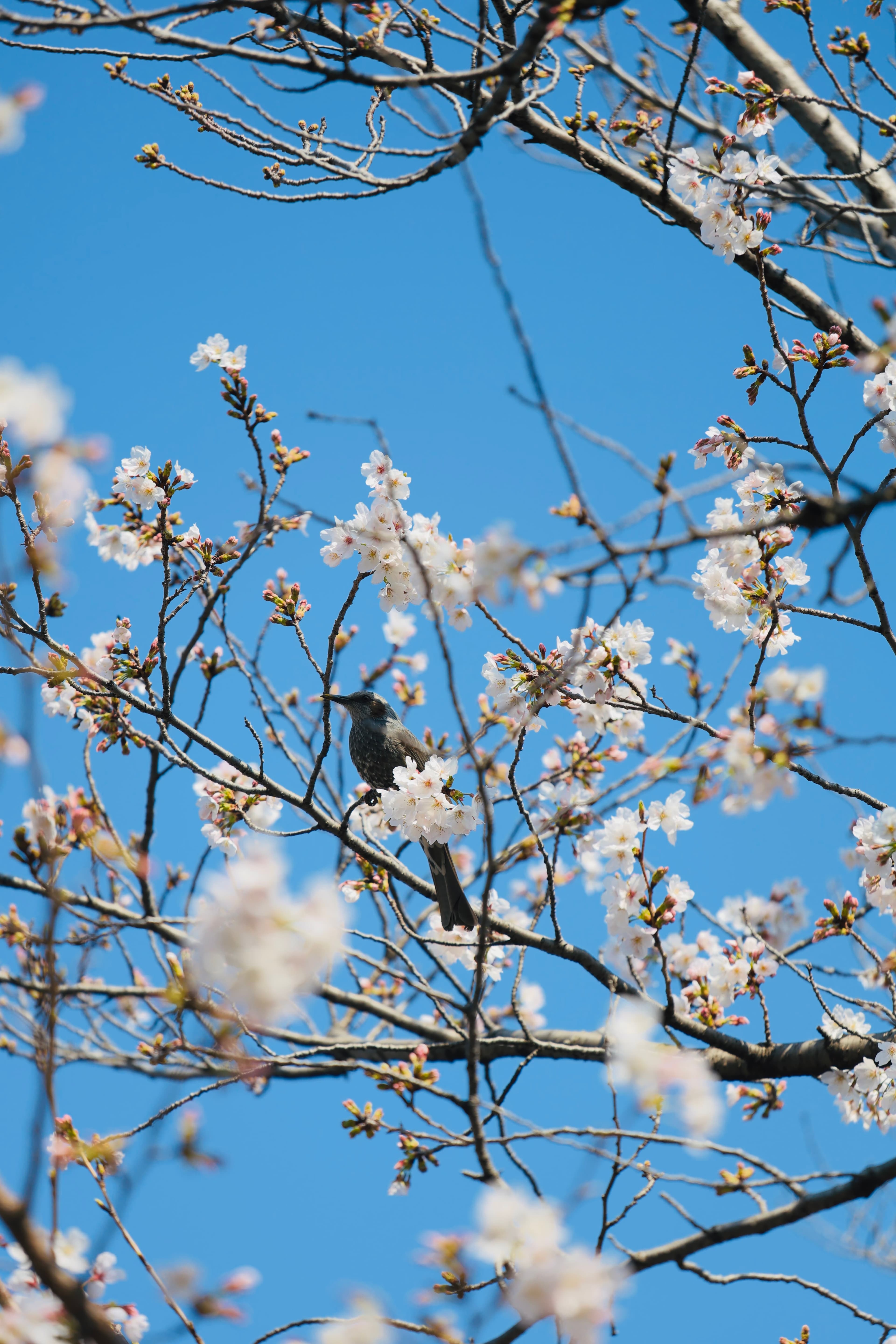 A bird perched among white cherry blossoms beneath a blue sky