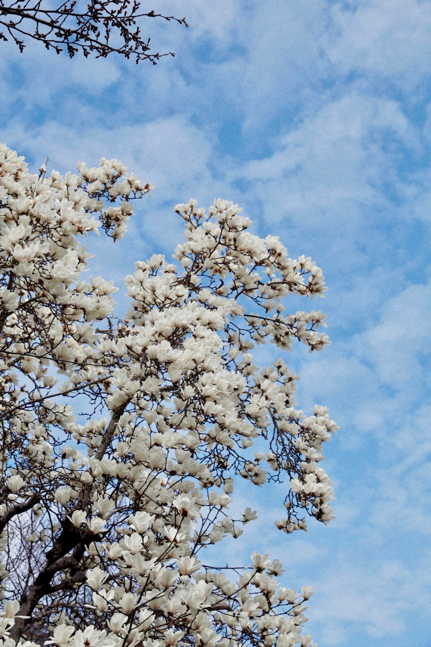 White magnolia flowers against a blue sky