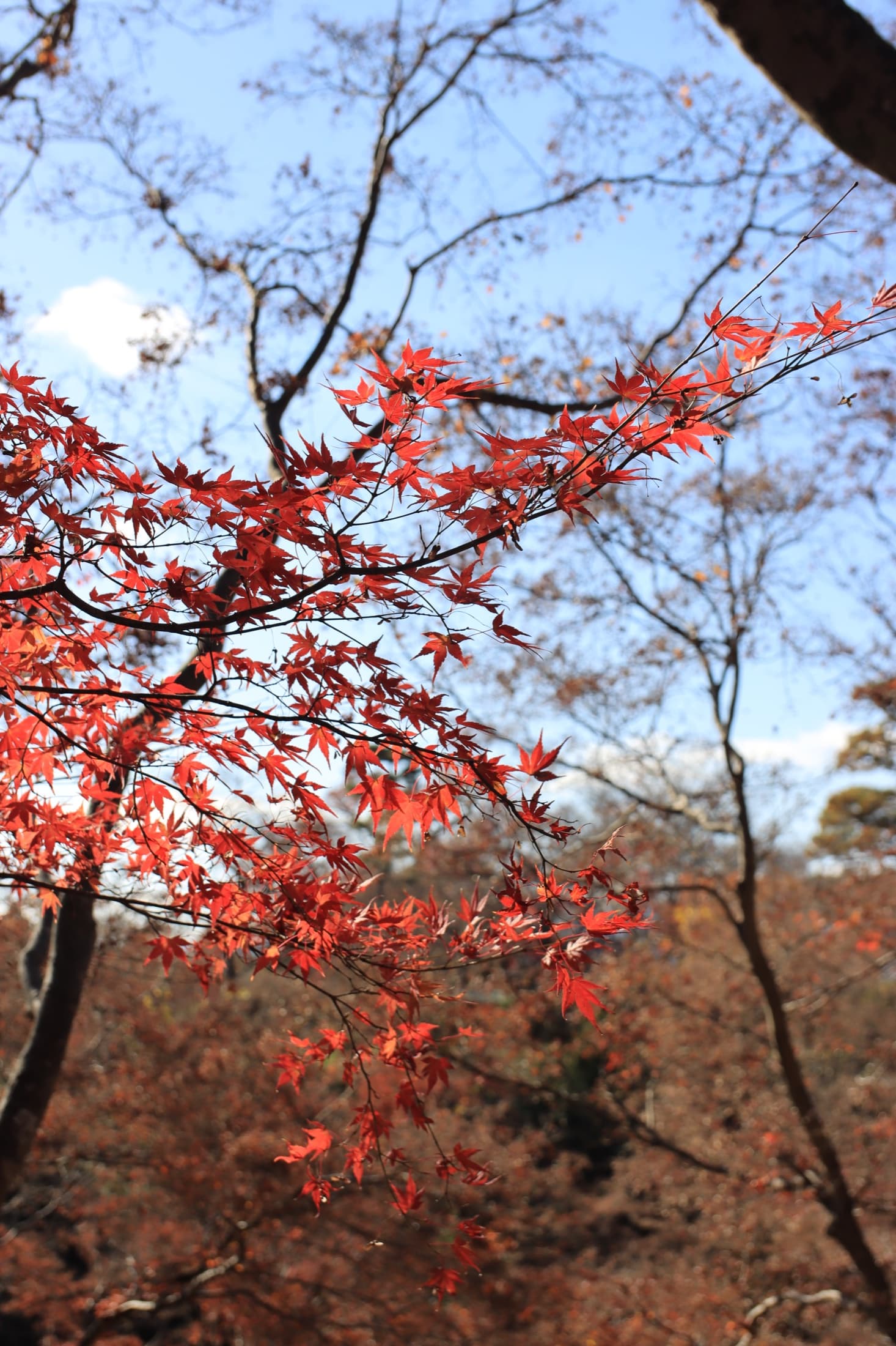 Red maple branches against a deep blue sky