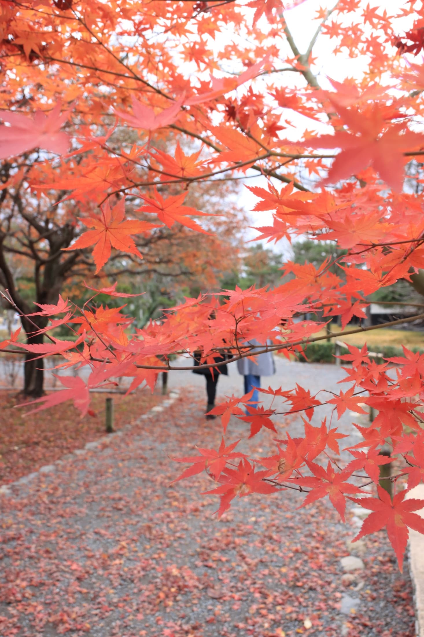 A close view of red Japanese maple leaves