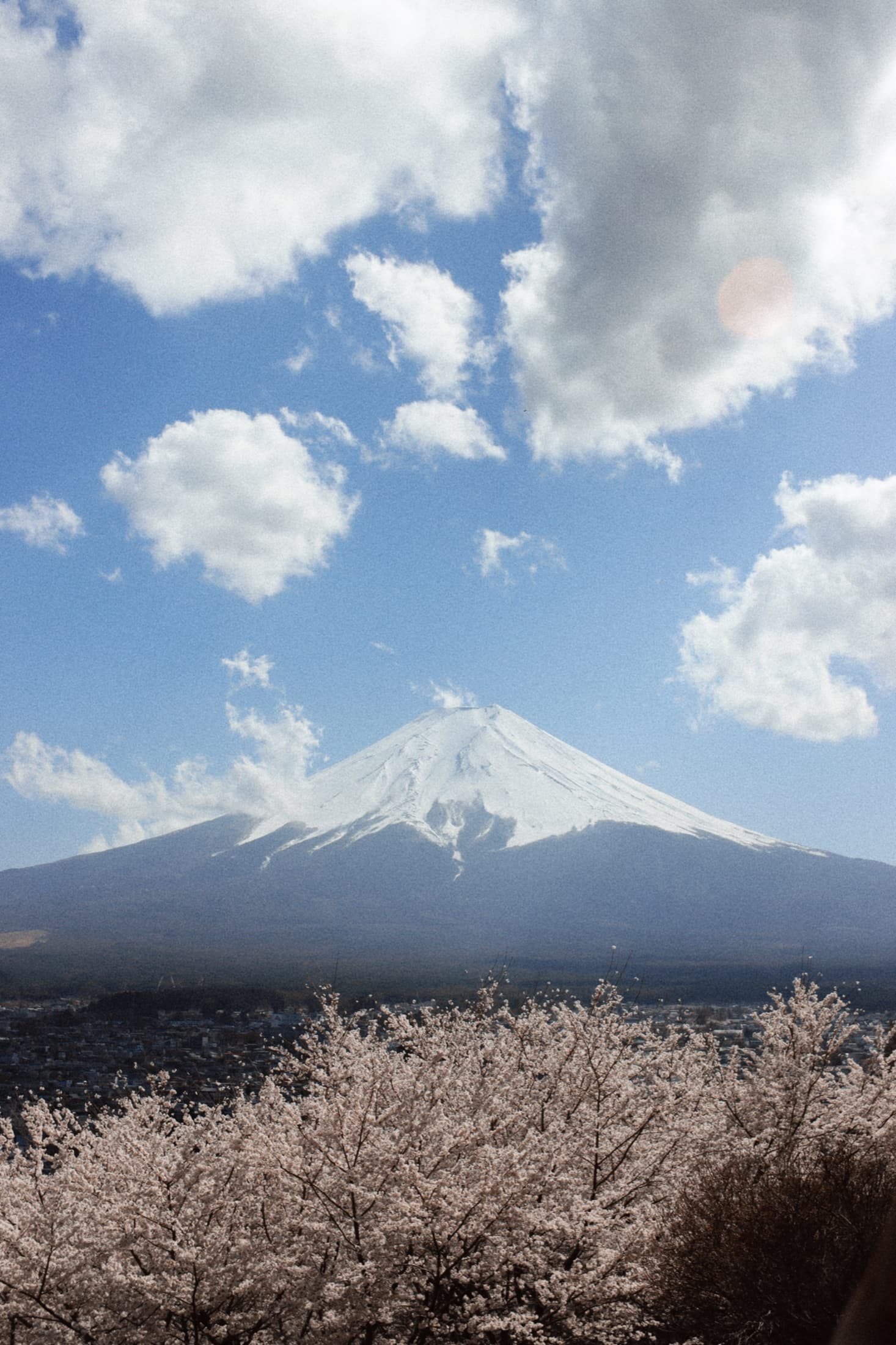 Mount Fuji appearing through clouds and spring blossoms