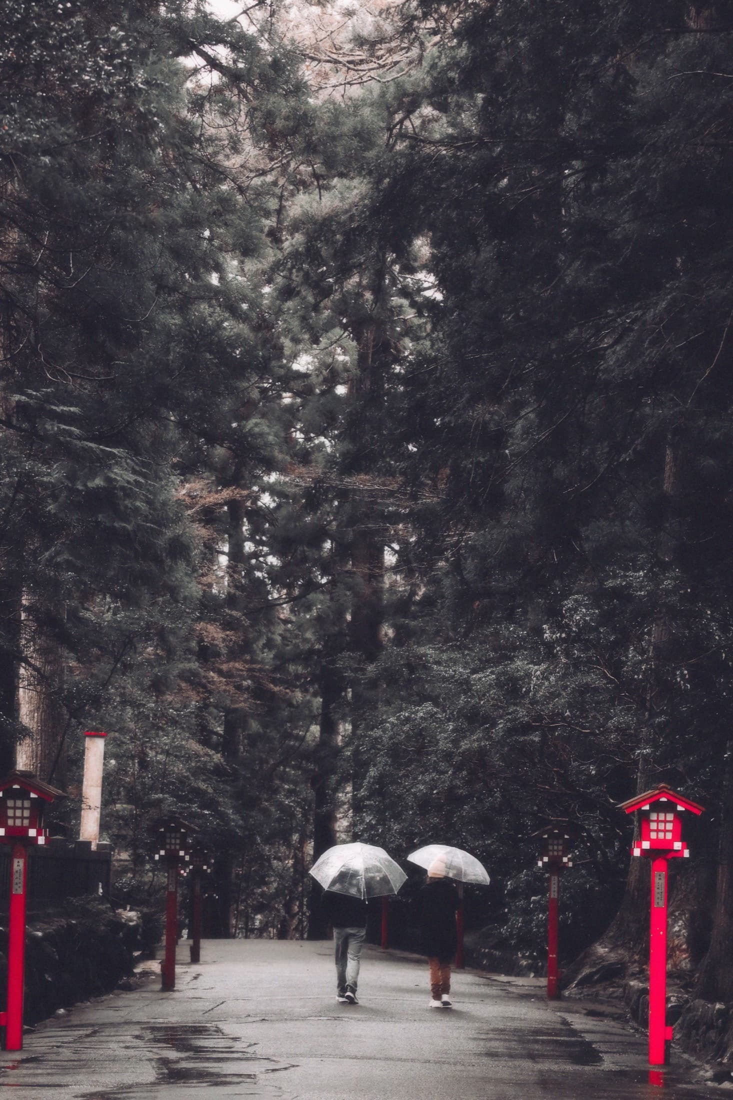 Two people walking beneath umbrellas through a dark Japanese forest